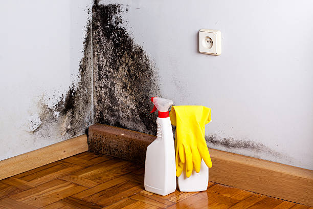 Best Same-Day Mold Removal  in Ferriday, LA
