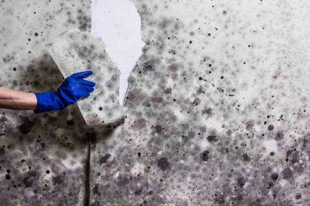 Best Mold Damage Repair  in Ferriday, LA