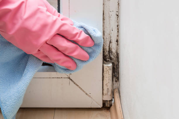 Best Residential Mold Removal  in Ferriday, LA